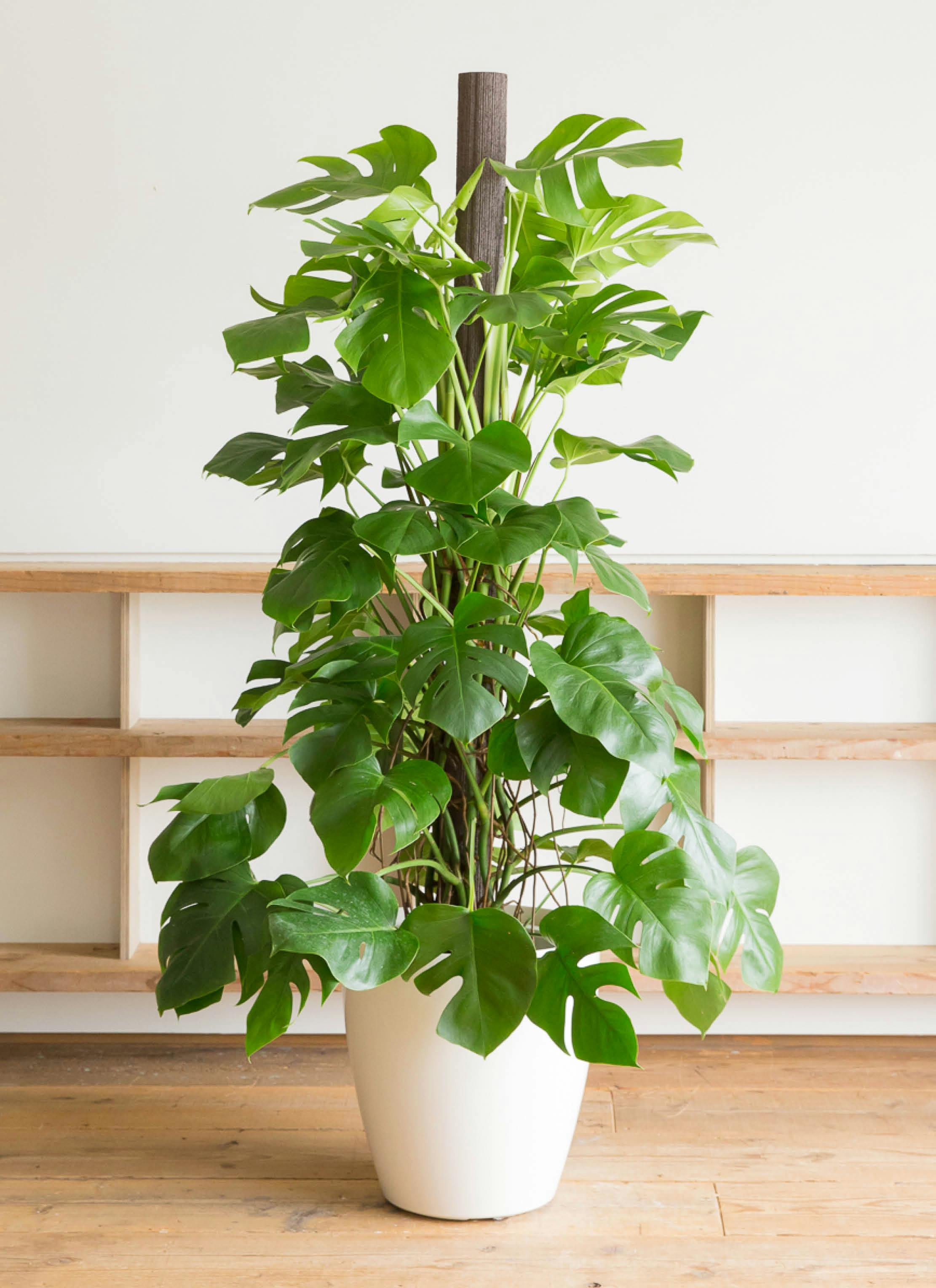 モンステラ 大型 | 観葉植物通販HitoHana(ひとはな)