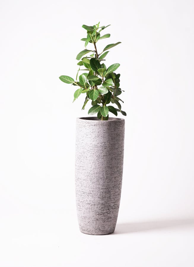 フィカス ベンガレンシス 7号 | 観葉植物 | 送料無料でお届け