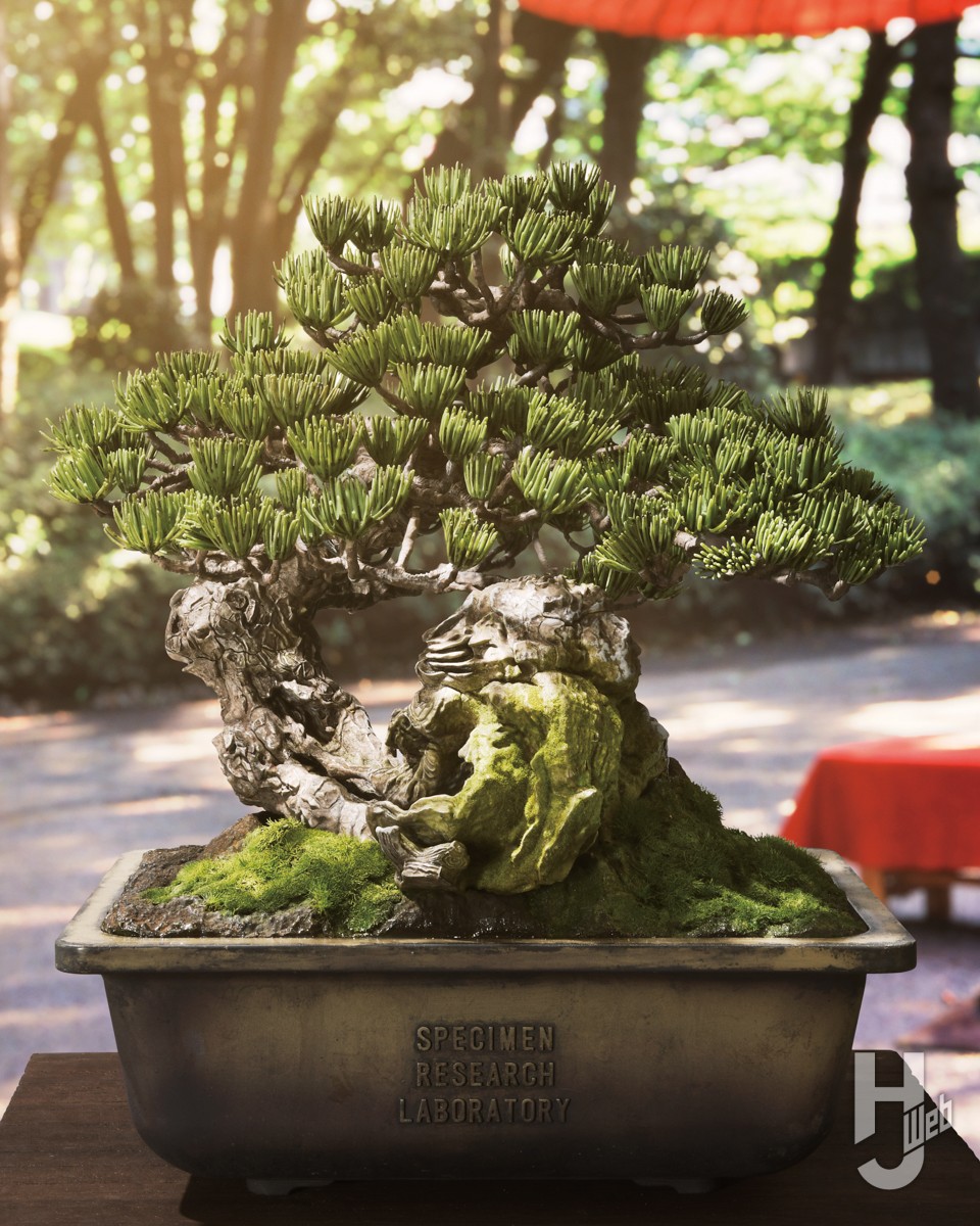 盆栽のプラモデル。実物を3Dスキャンした挑戦的なキットを“情景王”山田