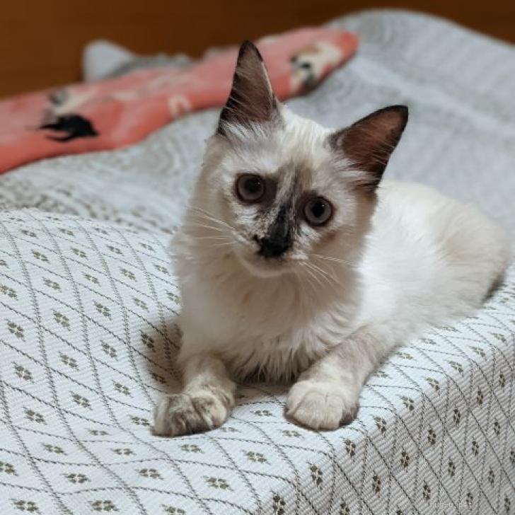 猫の里親募集】福岡県・ラグドール風シャムMIX・ラグドール風