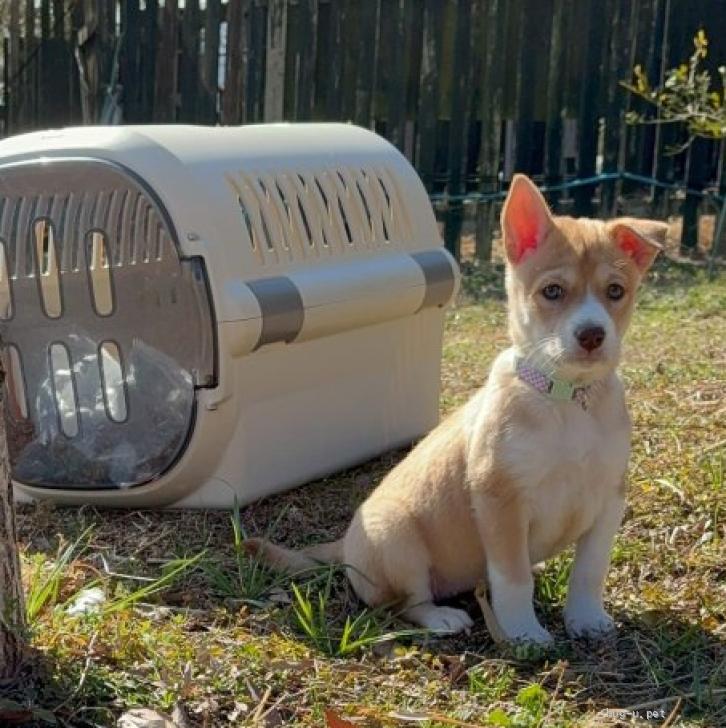 犬の里親募集】大阪府・雑種・瞳の色が素敵【トト子ちゃん】（ID:2602