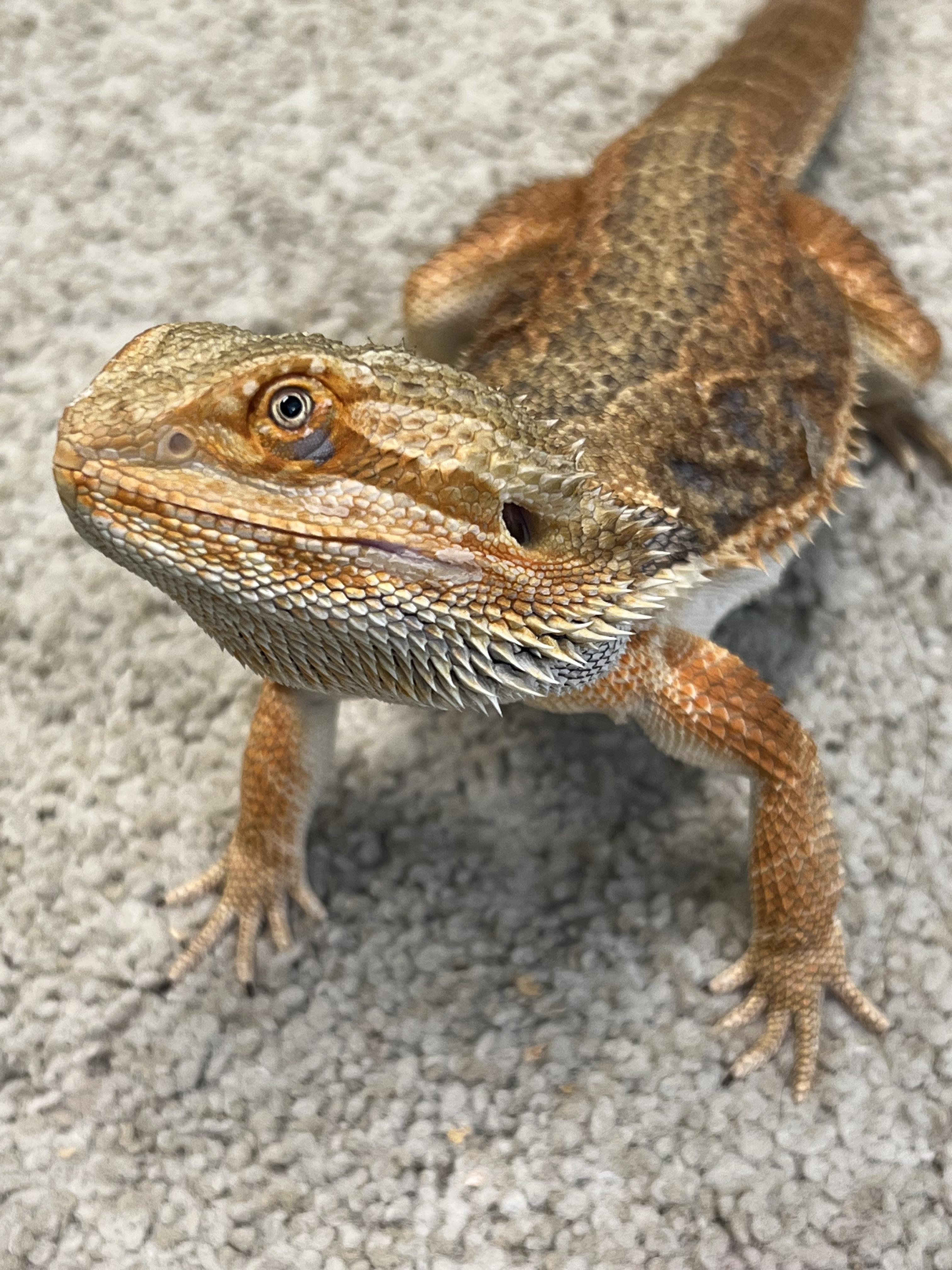 フトアゴヒゲトカゲって、あなたを覚えている？ : r/BeardedDragons