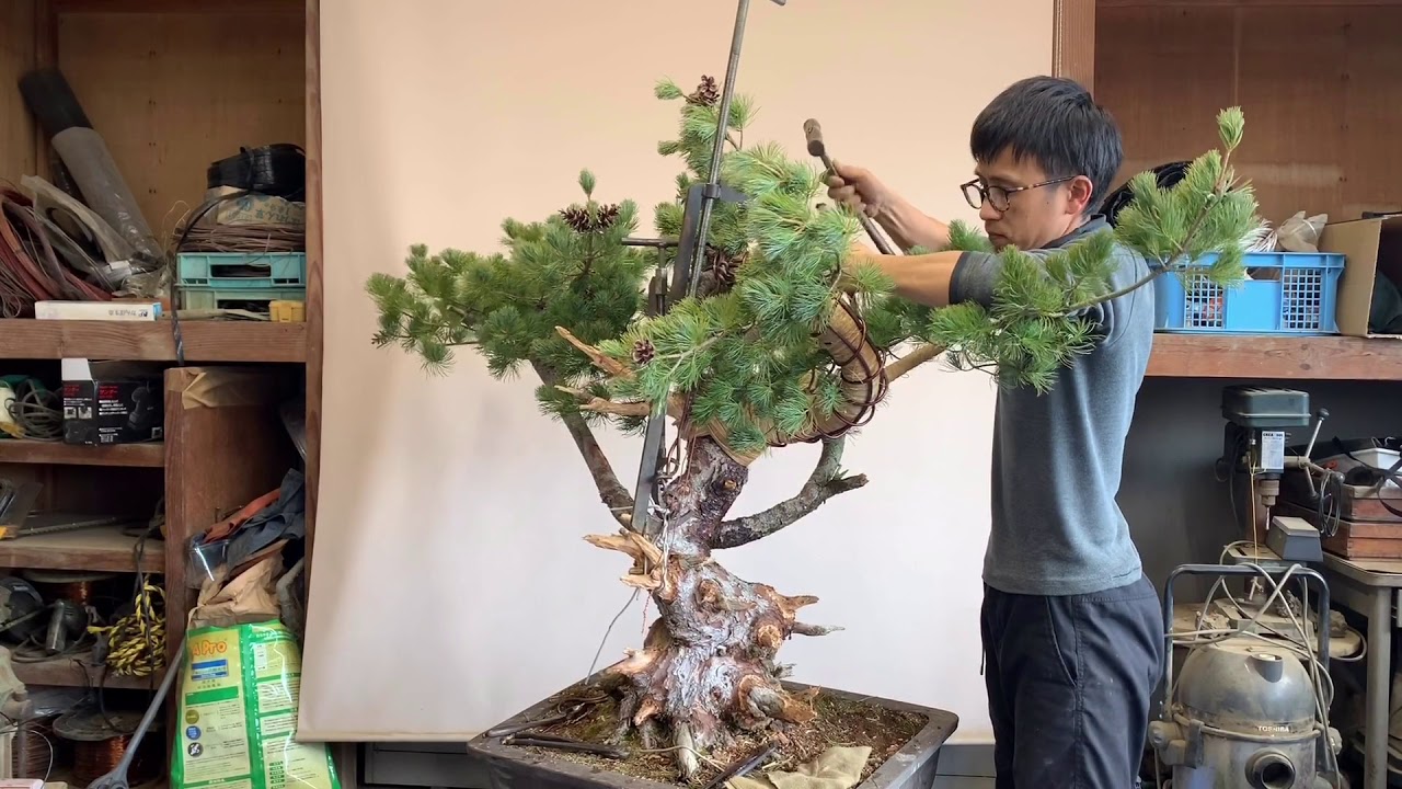 盆栽 五葉松 太い幹曲げ① - YouTube
