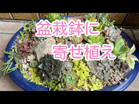多肉植物】盆栽鉢にロックガーデン風寄せ植え - YouTube