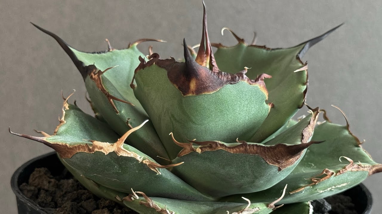 アガベ・チタノタ 黒豹（小株）-025｜agave titanota black panthe