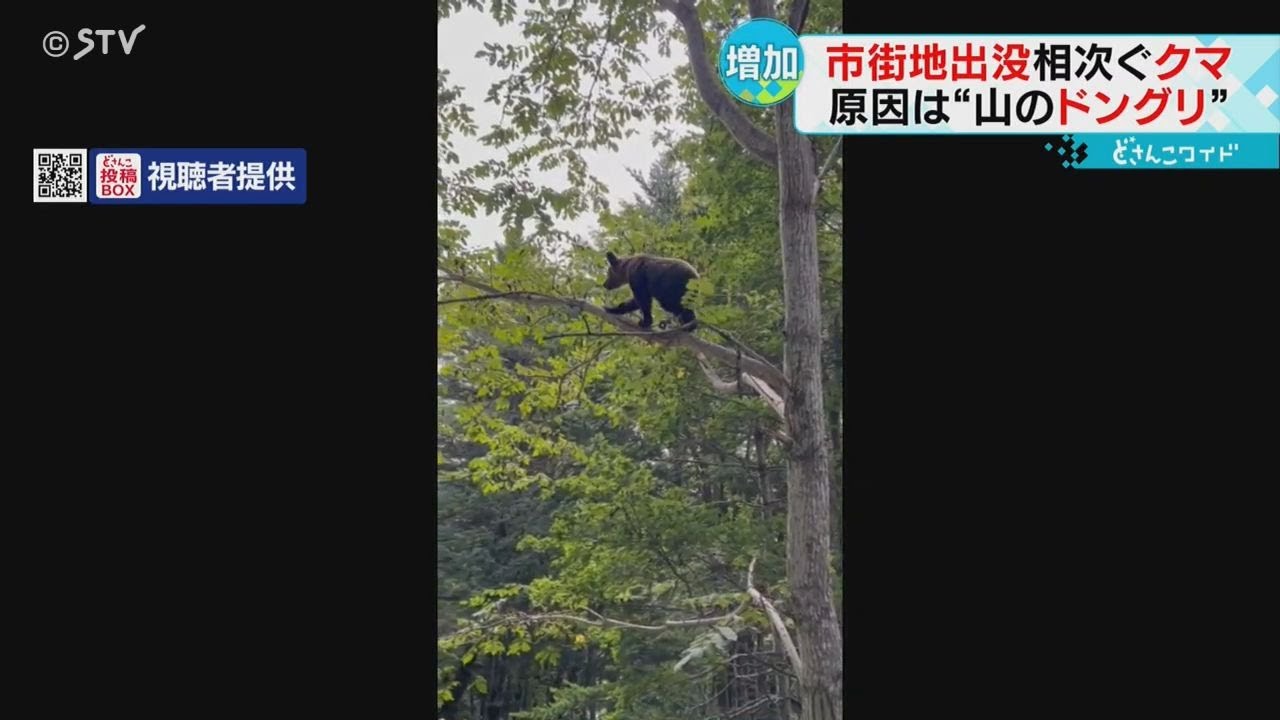 A sudden increase in bear sightings in Hokkaido! Experts point out