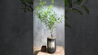 オペルクリカリア パキプス 実生5年株 発根済 (商品番号PP-52valiem