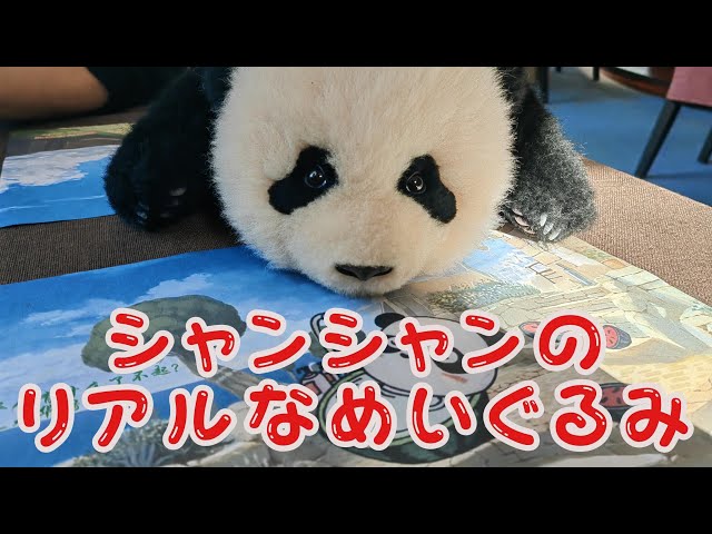 中国でリアルパンダぬちゃんのいぐるみが爆発的な人気を呼んできた