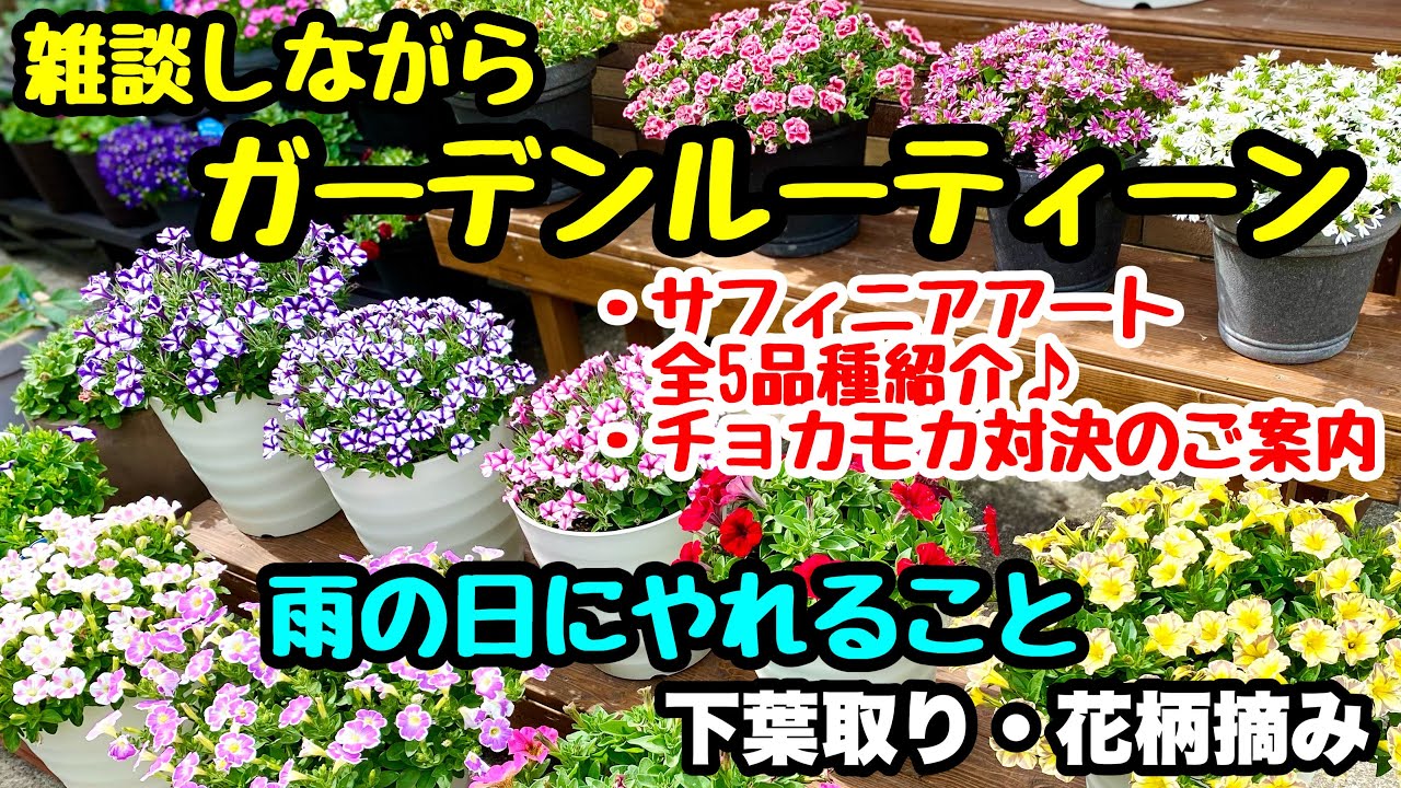 □雑談しながら『ガーデンルーティーン』『サフィニアアート全5品種