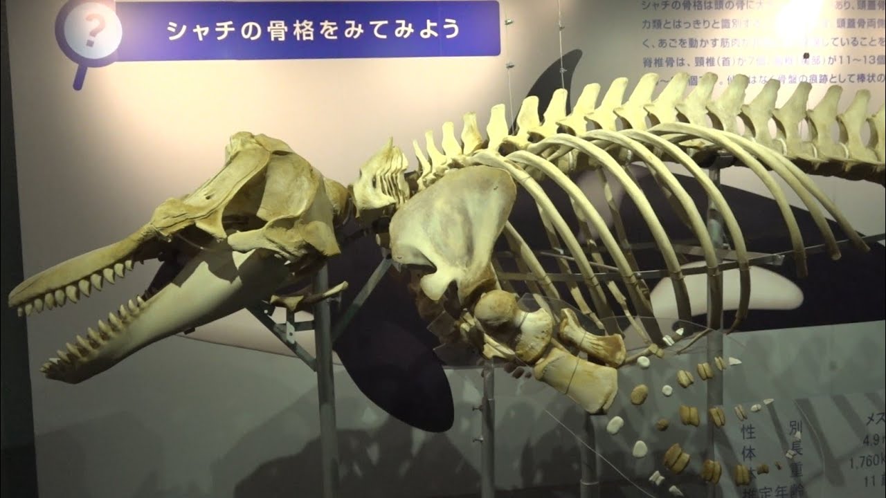 シャチ の 骨格標本（2020/01/26撮影) - YouTube