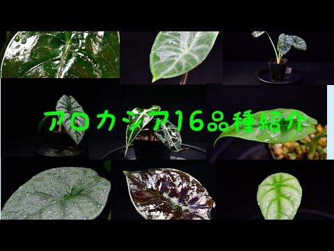 アロカシア好き必見！【16品種のご紹介】 - YouTube