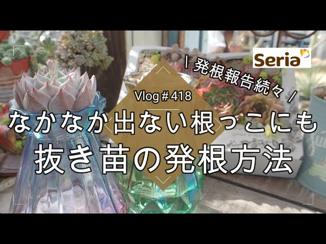 Vlog 418] [Succulents] Rooting reports continue! Even for roots