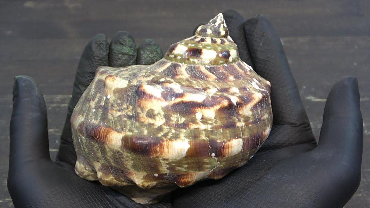 夜光貝磨いてみた（9時間） - YouTube