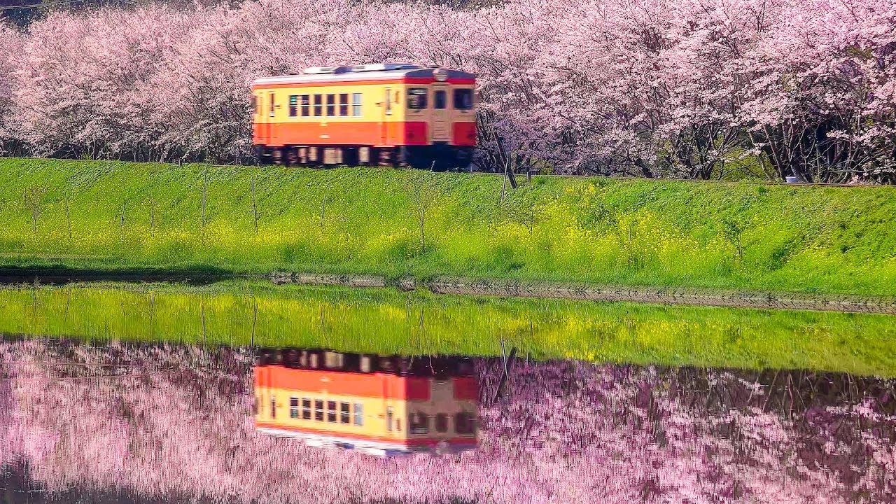 4K UHD ] 春の小湊鉄道といすみ鉄道 - Kominato railway and Isumi