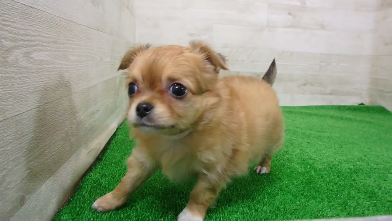 Coo&RIKU No.00748264 チワワ（ロングコート） - YouTube