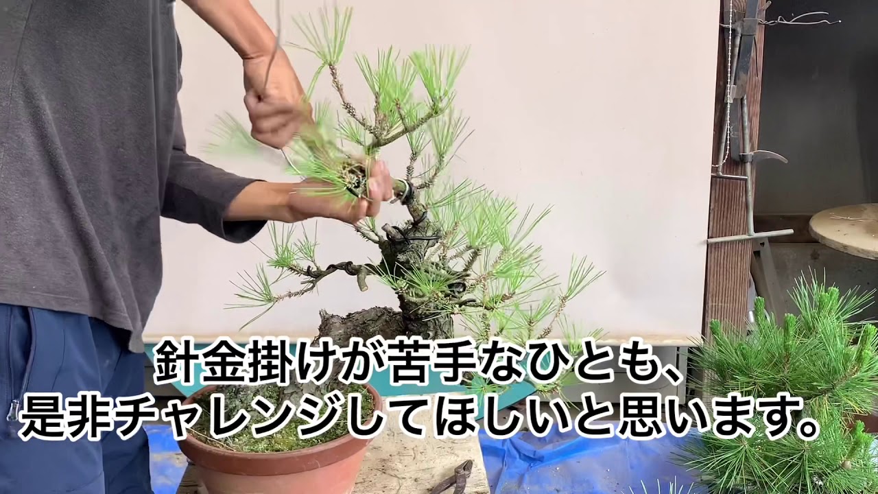 盆栽 黒松 枝の剪定と芽切り、針金掛け - YouTube