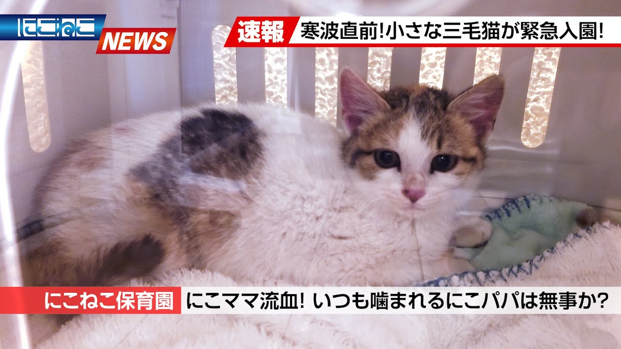 Nikoneko News] You did your best in the cold A timid calico cat