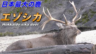 北海道の鹿】エゾシカの生態〜四季に合わせて変化する日本最大のシカ