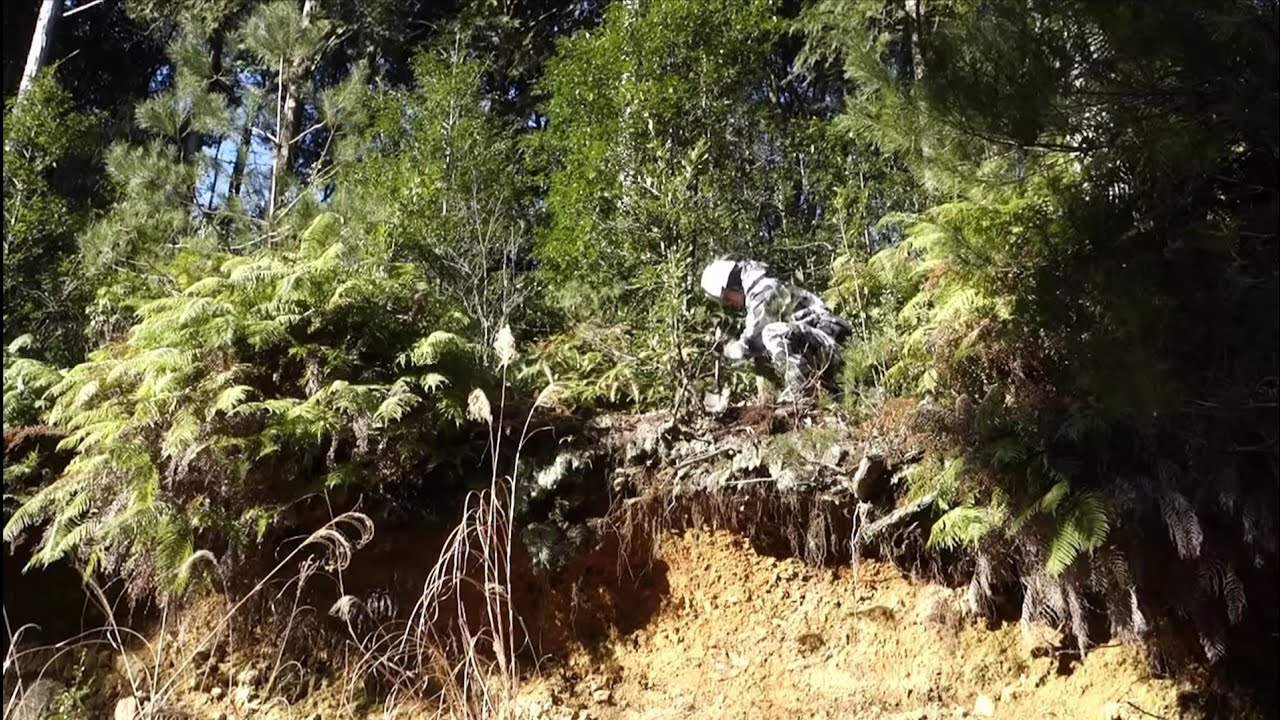 Bonsai diary】 赤松の大物を山採りして改作を楽しむ ♯210 - YouTube