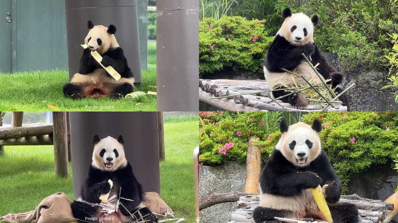 白浜 最後のお外営業🐼 良浜 結浜 彩浜 楓浜 アドベンチャーワールド