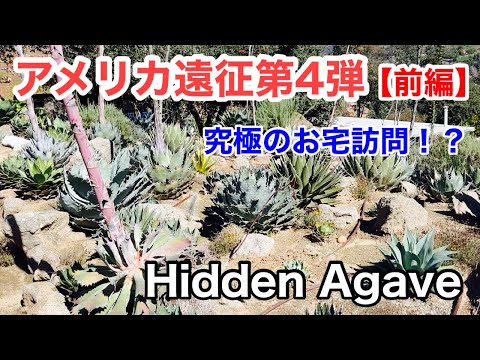アメリカ遠征】第4弾(前編)アガベ界で有名なHidden Agaveに行ってきた