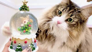 Scandinavian cat goes wild because he's too excited about