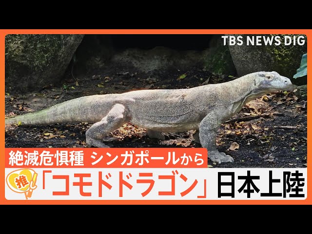 現代の恐竜” コモドドラゴンが来日 巨体なのに俊足…その速さ時速20キロ