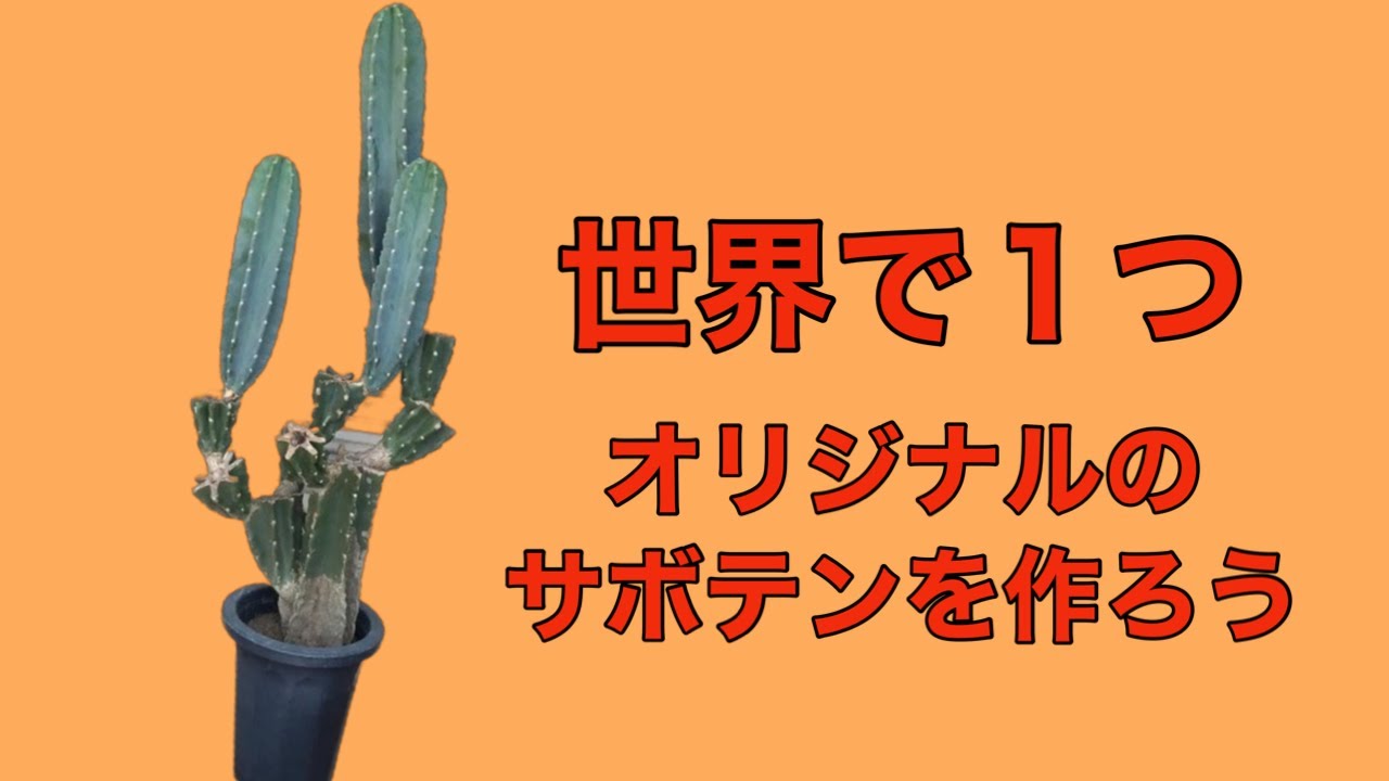 世界で一つ!?】サボテン.ブランチ仕立ての作り方 - YouTube
