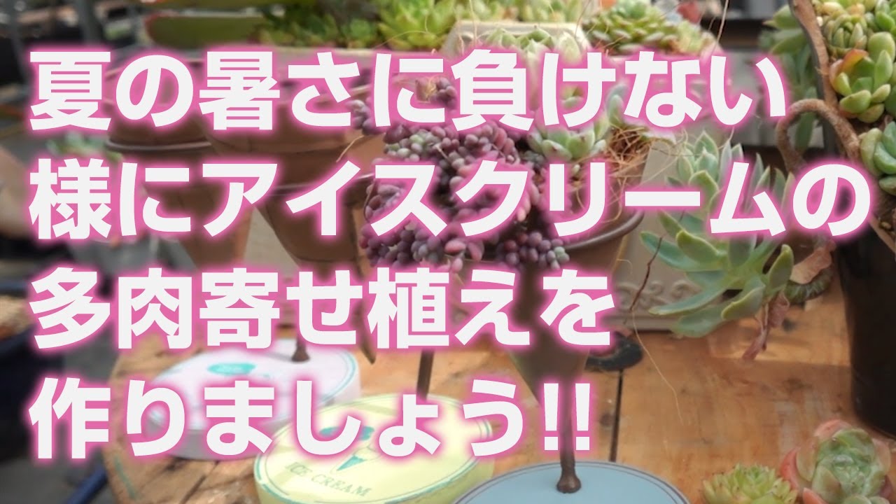 2024.08.01【多肉植物】夏の暑さに負けない様にアイスクリームの多肉