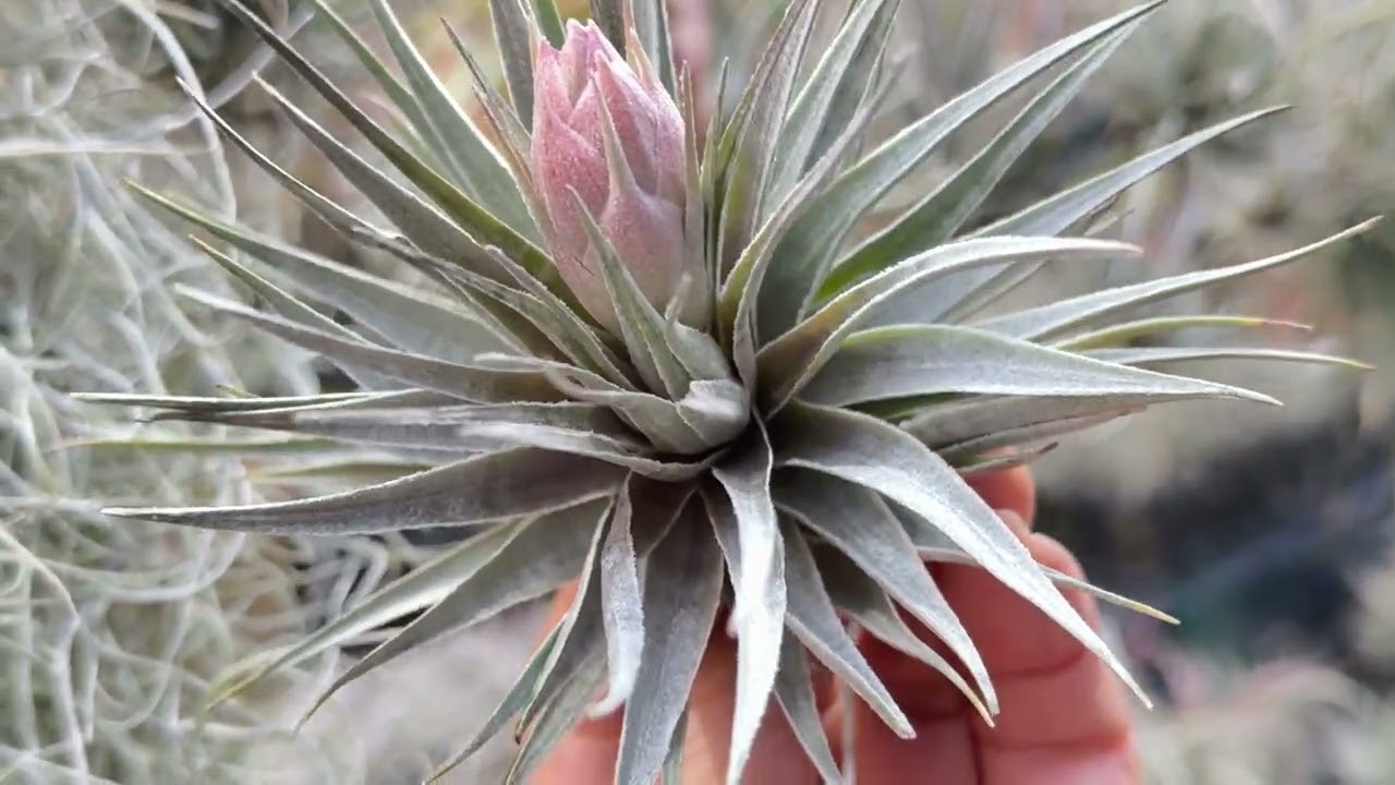 Tillandsia1エアプランツ・エアープランツ専門店生産育成農場