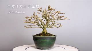 ニオイカエデ・匂い楓盆栽 Premna japonica bonsai #ミニ盆栽