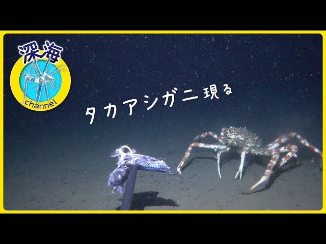 タカアシガニ現る | 深海 465m | 水中カメラ 【004_11】 - YouTube