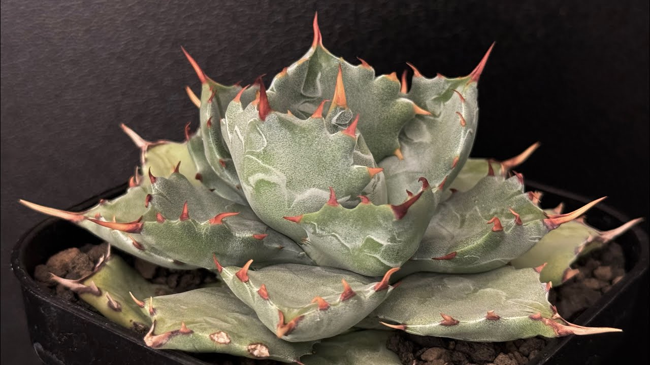 アガベ・姫蠍蟹 (小株)-001｜Agave gypsophila x isthmensis