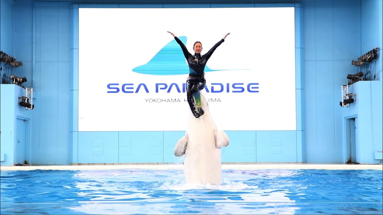 おうちで楽しむイルカショー ショートver【横浜・八景島シーパラダイス