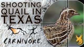 Shooting Quail in Texas - YouTube