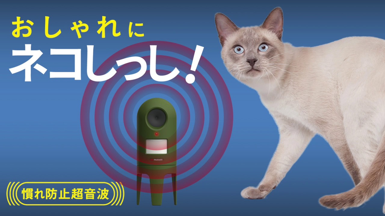 REP-600 猫しっし - YouTube