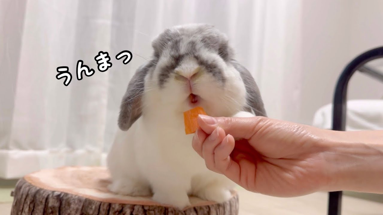 ウサギにニンジンをあげたら、大喜びしこうなりました【No.387】 - YouTube