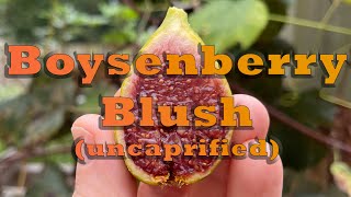 Boysenberry Blush(ボイセンベリー ブラッシ)の特徴・味・耐寒性・栽培