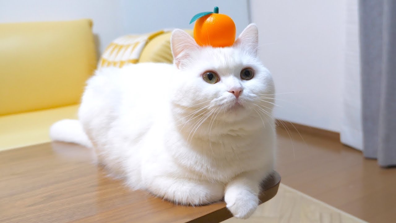 ENG) My house's the offering to the god in the New Year is fluffy