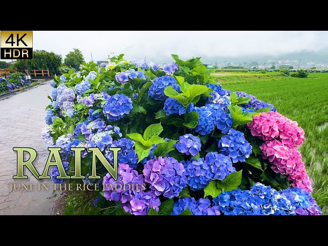 4K Hydrangeas 】June in the rice paddies. They will fledge in the