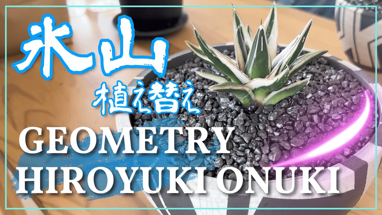 アガベ 氷山 GEOMETRYに植え替え 🎁プレゼント用子株(ホワイト