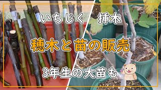 いちじく】穂木や苗の販売について！ 大苗も - YouTube