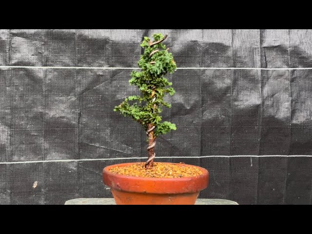石化ヒノキの植え替えと針金で幹をねじる！ bonsai 【 盆栽 #81