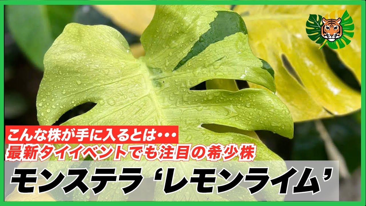 Monstera] I somehow had a super rare Monstera called Lemon Lime at