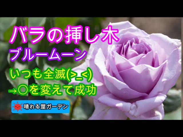 バラの挿し木♪いつも全滅→〇を変えて成功 - YouTube