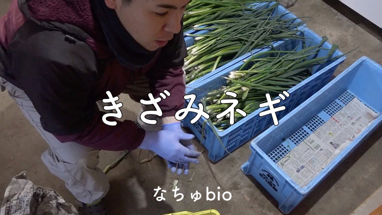 RNX 高速ネギきざみ機 - YouTube