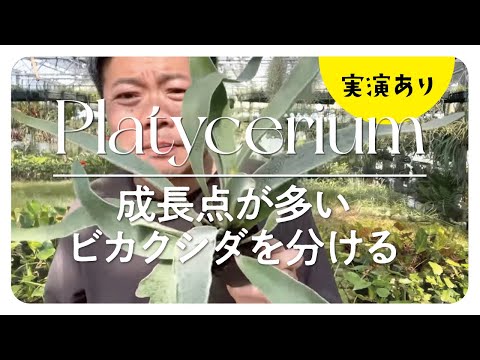 ビカクシダ初心者向け】成長点が多い鉢の株分けを解説 - YouTube