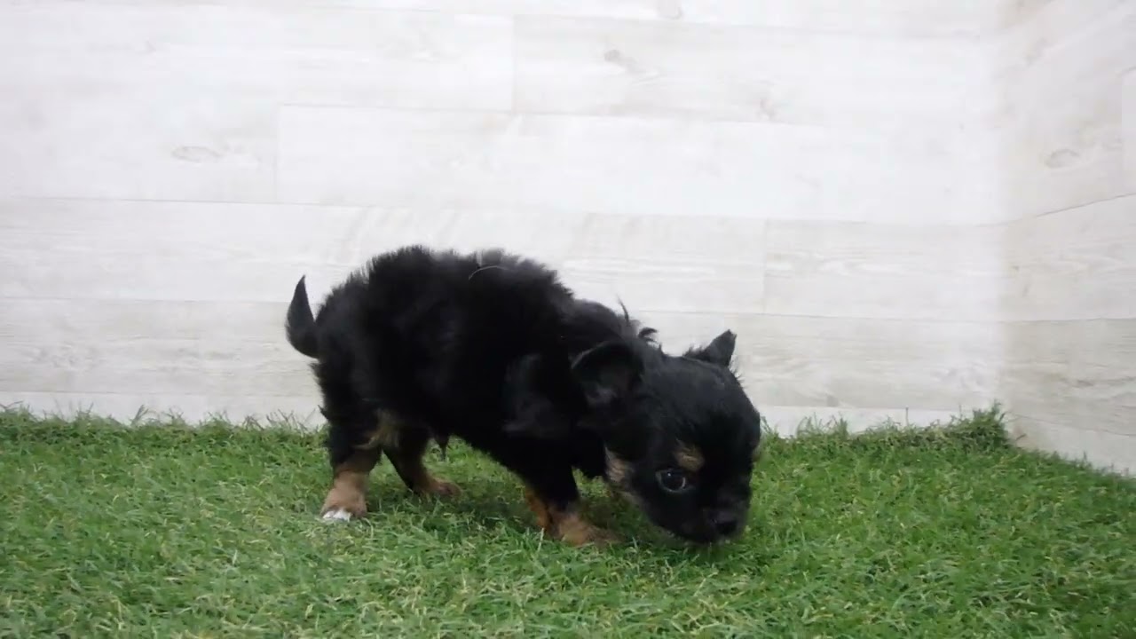 Coo&RIKU No00741563 チワワ（ロングコート） - YouTube