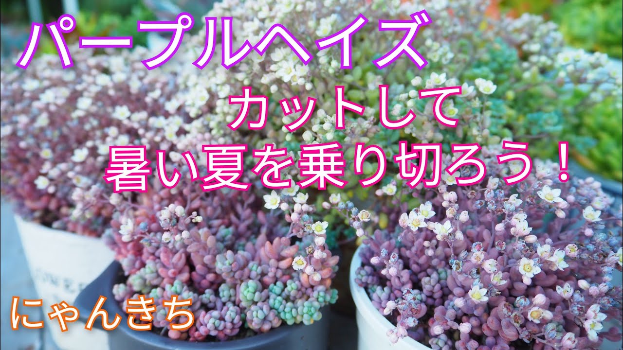 Succulents] Reshaping Purple Haze! Survive the hot summer! - YouTube