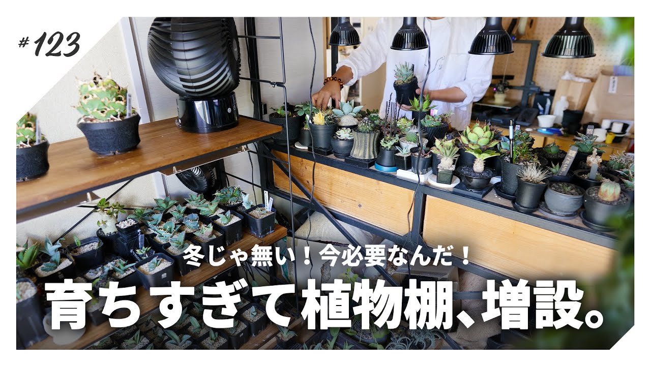 植物棚DIY】アガベ・塊根が育ちすぎて場所不足なので遂に2つ目の植物用